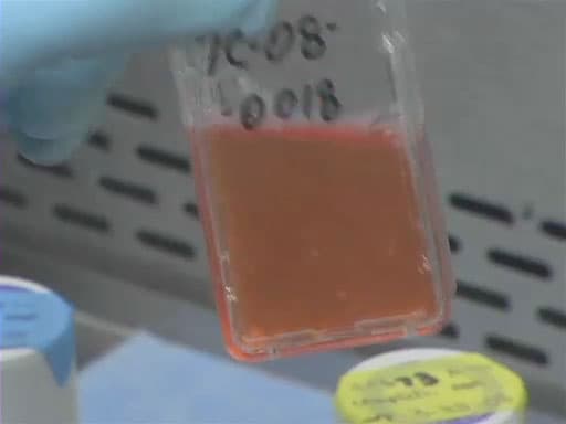 Passaging Cells