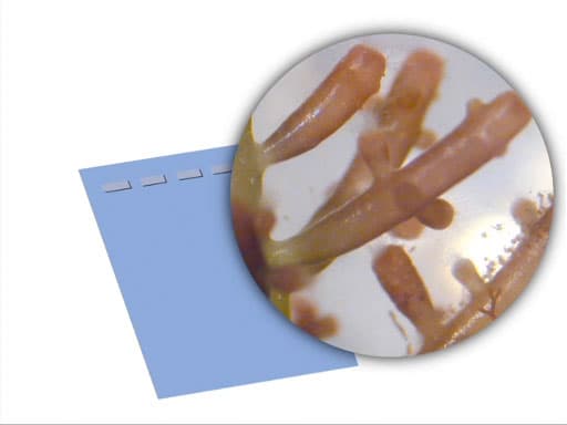 DNA Gel Electrophoresis