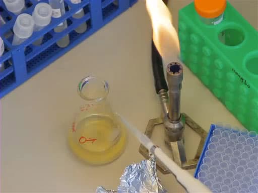 Bacterial Transformation: The Heat Shock Method