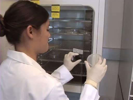 Bacterial Transformation: Electroporation