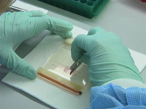 Gel Purification