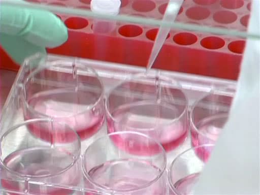 An Introduction to Transfection