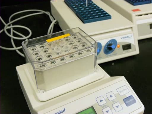 Restriction Enzyme Digests