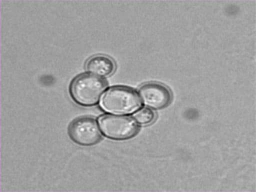 An Introduction to Saccharomyces cerevisiae