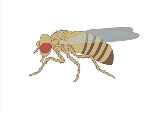 An Introduction to Drosophila melanogaster