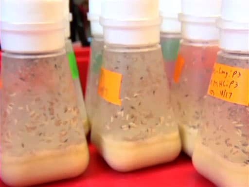 Maintenance and Husbandry of Drosophila melanogaster