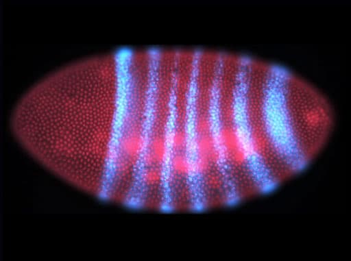 Drosophila Development and Reproduction