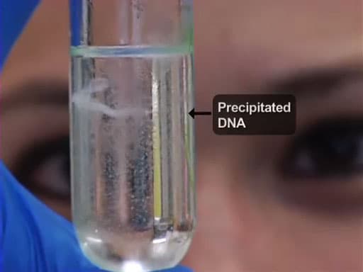 Isolating Nucleic Acids from Yeast