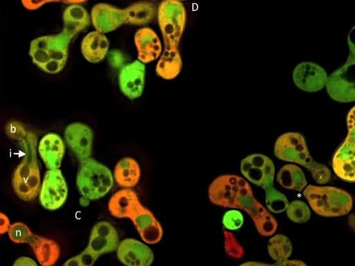 Yeast Reproduction