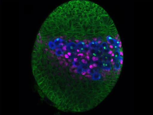 Drosophila Larval IHC