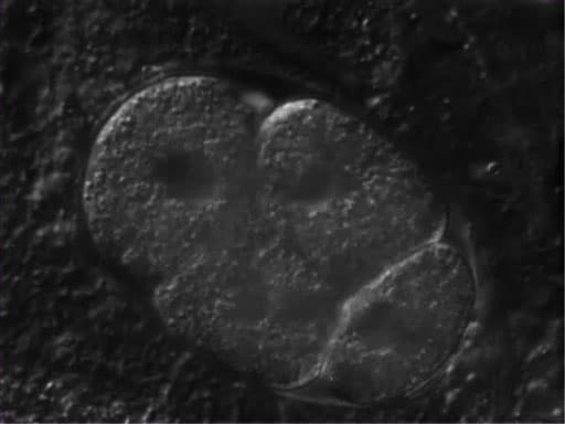 C. elegans Development and Reproduction