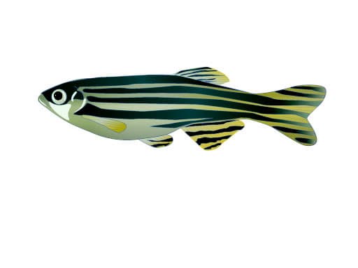 An Introduction to the Zebrafish: Danio rerio