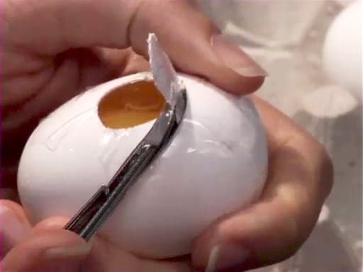 Basic Chick Care and Maintenance