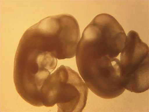 Development and Reproduction of the Laboratory Mouse