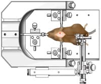 Rodent Stereotaxic Surgery