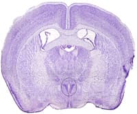 Histological Staining of Neural Tissue