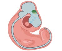 An Introduction to Developmental Neurobiology