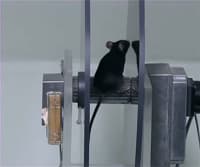 An Introduction to Behavioral Neuroscience