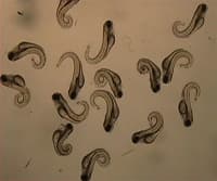 Gene Silencing with Morpholinos