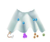 An Introduction to Molecular Developmental Biology