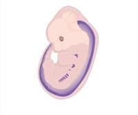 Whole-Mount In Situ Hybridization