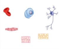 An Introduction to Stem Cell Biology