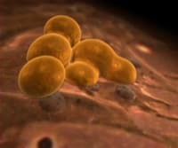 Induced Pluripotency