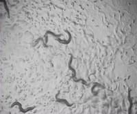 Invertebrate Lifespan Quantification