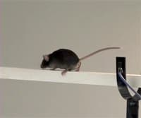 Balance and Coordination Testing