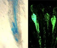 An Overview of Gene Expression