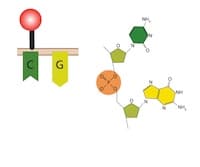 DNA Methylation Analysis