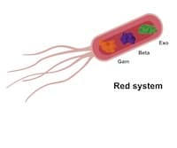 Recombineering and Gene Targeting