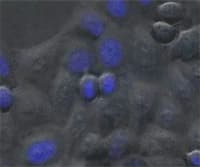 An Introduction to Cell Division