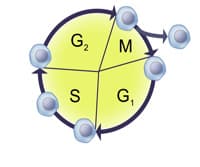 Cell Cycle Analysis