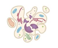 An Introduction to Cell Death