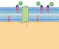 Annexin V and Propidium Iodide Labeling