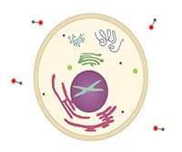 Metabolic Labeling