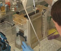Electrophoretic Mobility Shift Assay (EMSA)