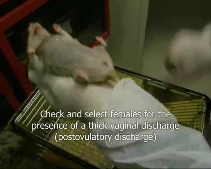 Collection and Cryopreservation of Hamster Oocytes and Mouse Embryos
