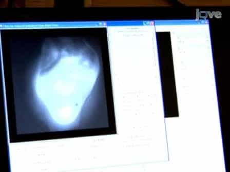 Optical Mapping of Langendorff-perfused Rat Hearts