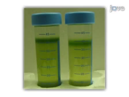 Isolation of Protoplasts from Tissues of 14-day-old Seedlings of Arabidopsis thaliana