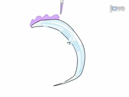 Dissecting and Recording from The C. Elegans Neuromuscular Junction