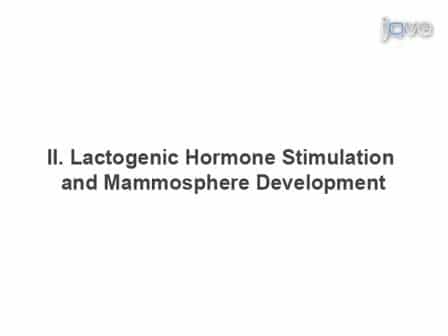 Mouse Mammary Epithelial Cells form Mammospheres During Lactogenic Differentiation