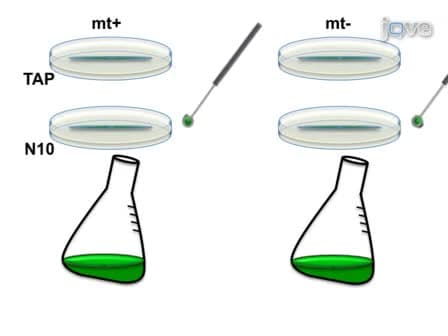 Mating and Tetrad Separation of <em>Chlamydomonas reinhardtii</em> for Genetic Analysis