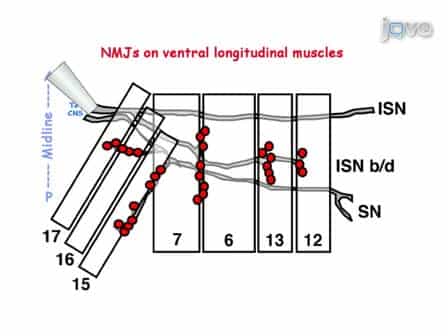 Electrophysiological Recording in the Drosophila Embryo