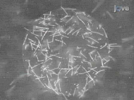 Antifouling Self-assembled Monolayers on Microelectrodes for Patterning Biomolecules