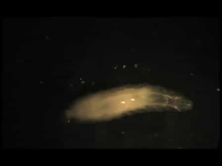 Dissection of Imaginal Discs from 3rd Instar Drosophila Larvae