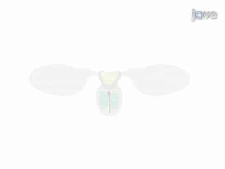 Visualizing the Beating Heart in Drosophila