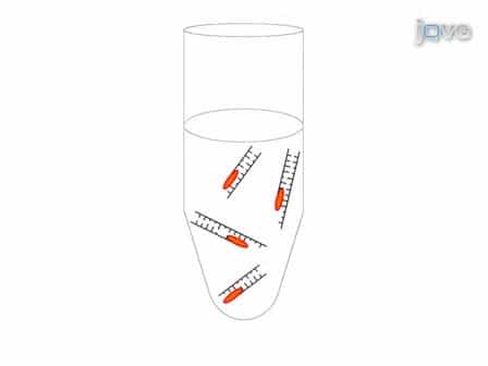 RNA Isolation from Embryonic Zebrafish and cDNA Synthesis for Gene Expression Analysis