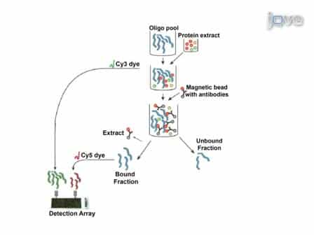 A Rapid High-throughput Method for Mapping Ribonucleoproteins RNPs on Human pre-mRNA
